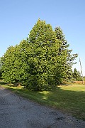 IMG_7206