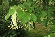 IMG_7268
