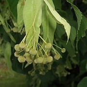 IMG_7270