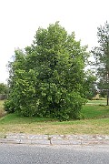 IMG_7271