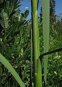 IMG_4154