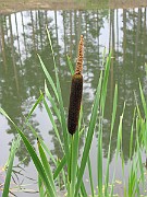 IMG_5222