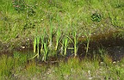 IMG_7630
