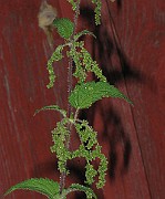 IMG_1526b