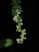 IMG_3470