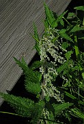 IMG_3469