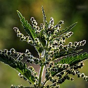 IMG_5842