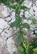 IMG_5844