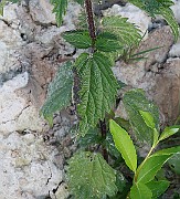 IMG_5844b