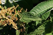 IMG_6062