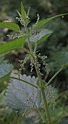 IMG_8786