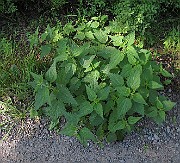 IMG_8791