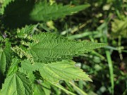 IMG_8989