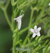 IMG_7751