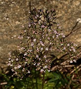 IMG_1309