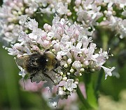 IMG_6890