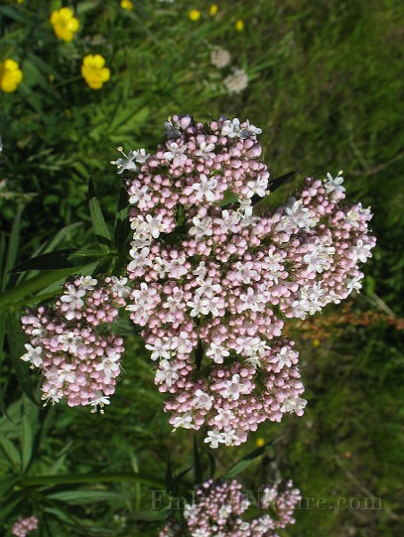 Valeriana_sambucifolia1.jpg