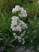 IMG_5856