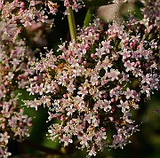 IMG_5867