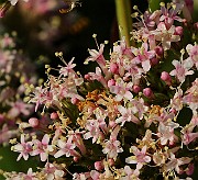 IMG_5868