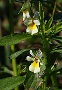IMG_1731