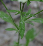 IMG_2388