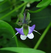 IMG_2924