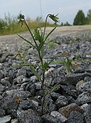 IMG_4806
