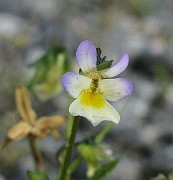 IMG_4809