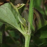 IMG_7919