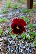 IMG_6949