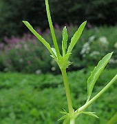 IMG_8101