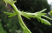 IMG_8105