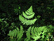 IMG_5450