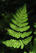 IMG_5454