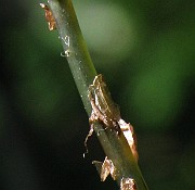 IMG_5455