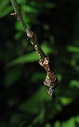 IMG_5456