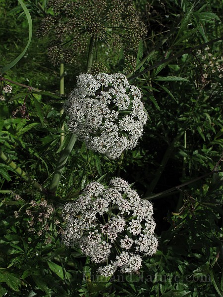 IMG_7799.JPG