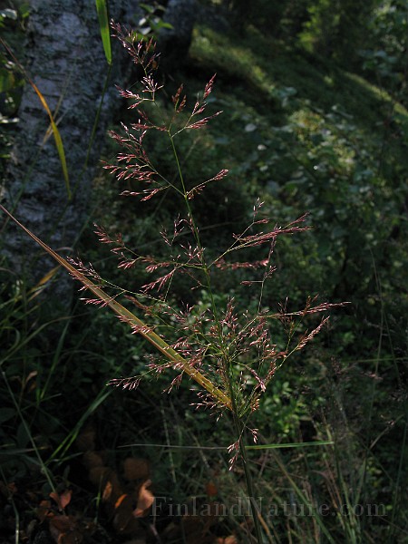 IMG_4930.jpg