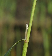 IMG_5007