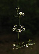 IMG_5111