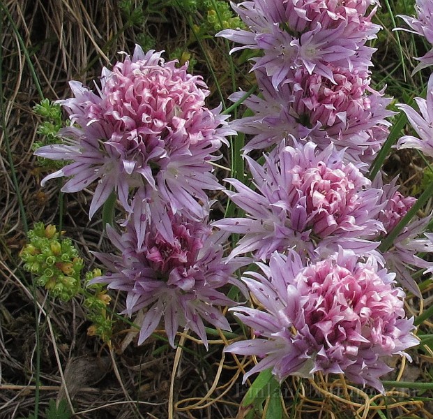 IMG_7354.JPG - Allium schoenoprasum