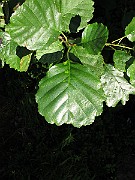 IMG_8223