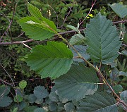 IMG_2384