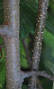 IMG_2385