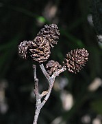 IMG_7047