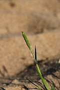 IMG_0803