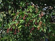 IMG_7983
