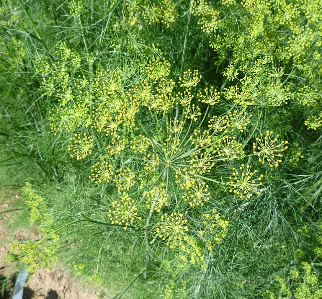 P1020541.jpg