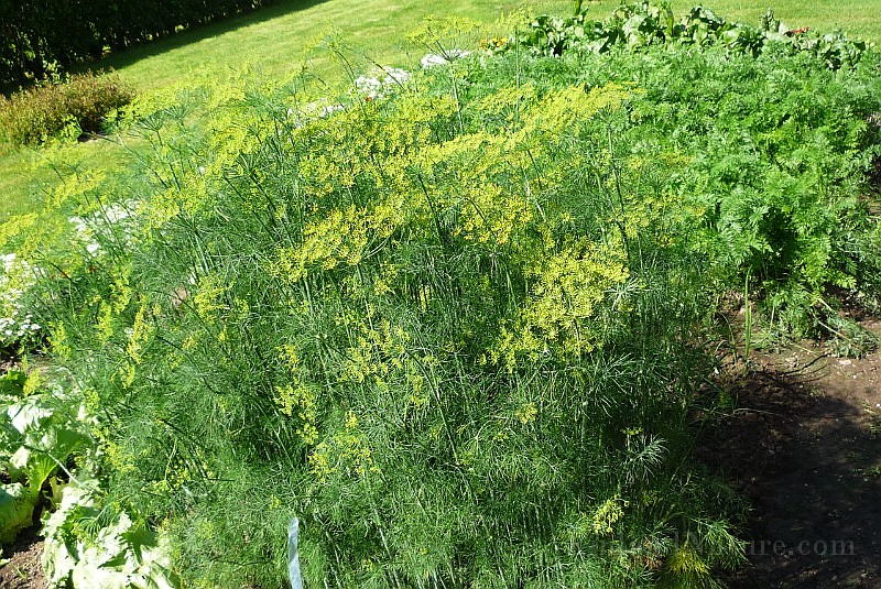 P1020544.jpg